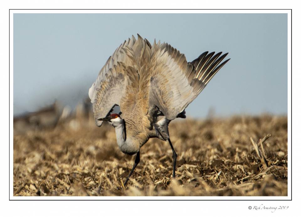 Dancing crane 4.jpg